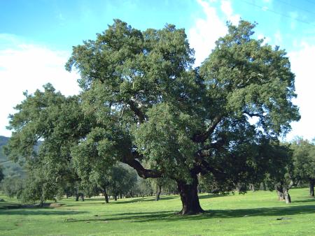 Imagen Arbol Singular Alcornoque Padre Santo